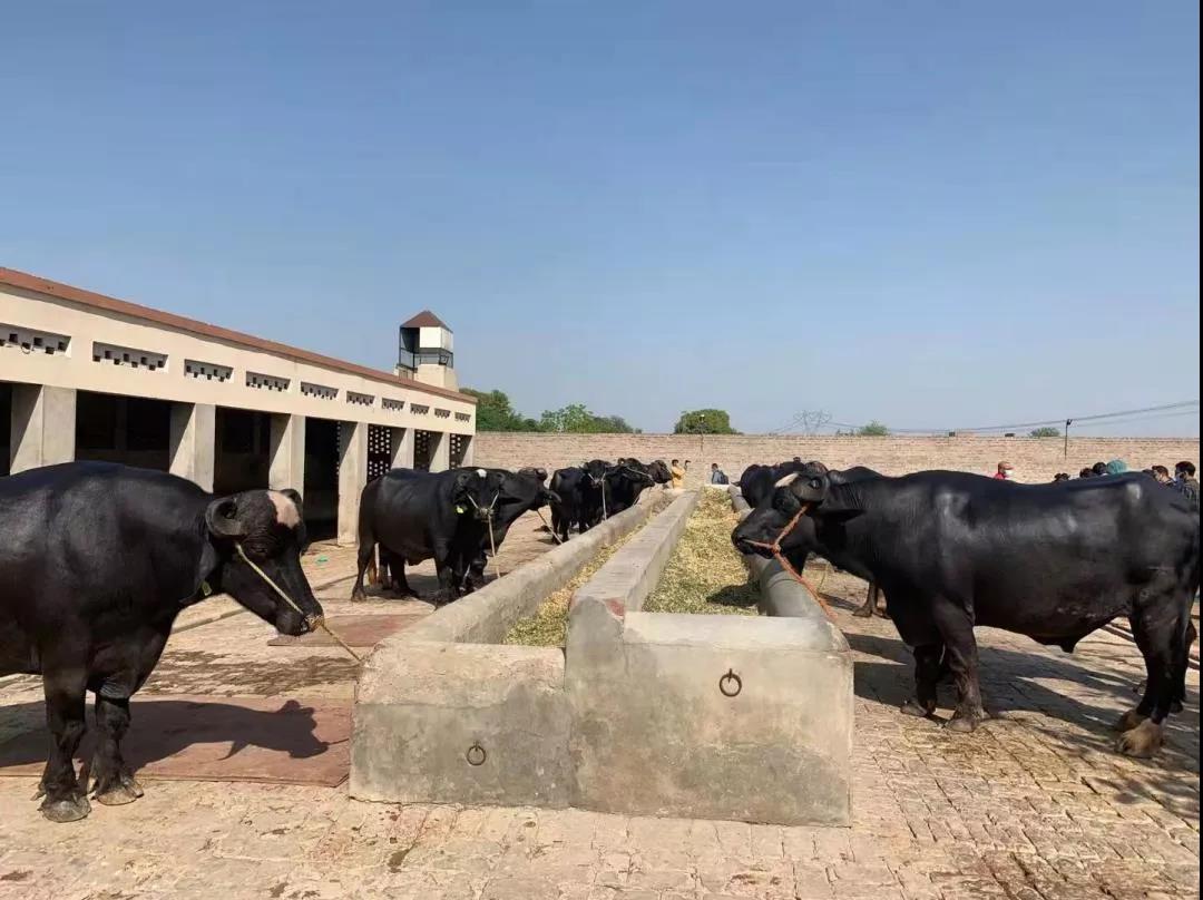 转载：时隔50年，巴基斯坦“黑金子”或将再次入华