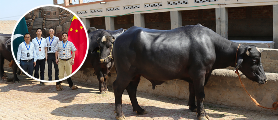 AG旗舰厅赛尔专家团队抵达巴基斯坦 加速尼里·拉菲水牛优质种源入华进程