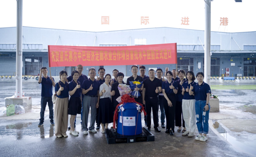 重磅！全国首批5000枚进口巴基斯坦优质奶水牛胚胎入境，第一时间落户AG旗舰厅集团投入奶水牛改良繁育生产